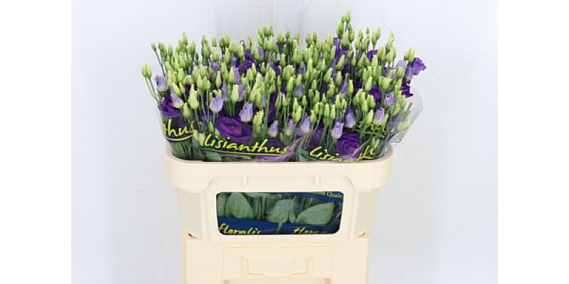 Lisianthus G Rosi Bleu 72cm A1 Col-Blue