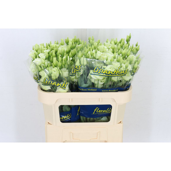 Lisianthus G Rosi Green 72cm A1 Col-Green