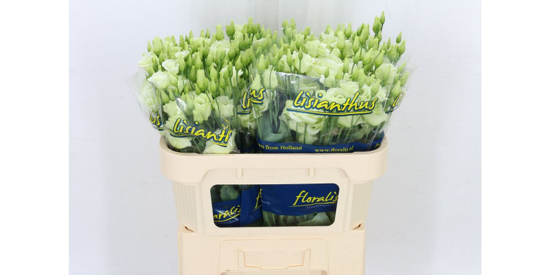 Lisianthus G Rosi Green 72cm A1 Col-Green