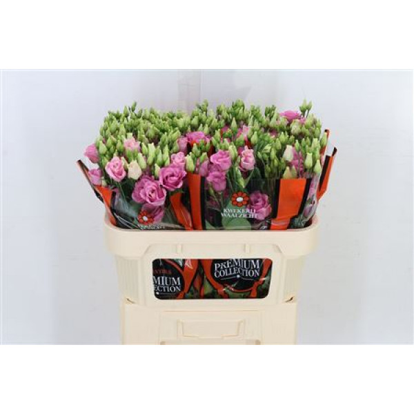 Lisianthus G Rosi Rose Pink 72cm A1 Col-Pink