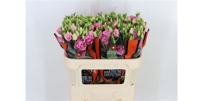 Lisianthus G Rosi Rose Pink 72cm A1 Col-Pink