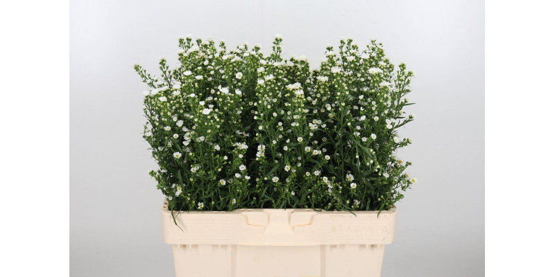 Aster  U Paquita 55cm  Col-White