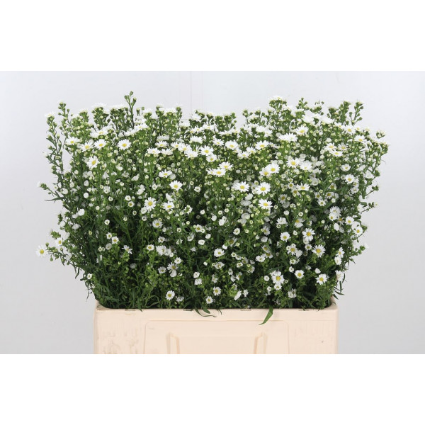 Aster  U Paquita 60cm  Col-White