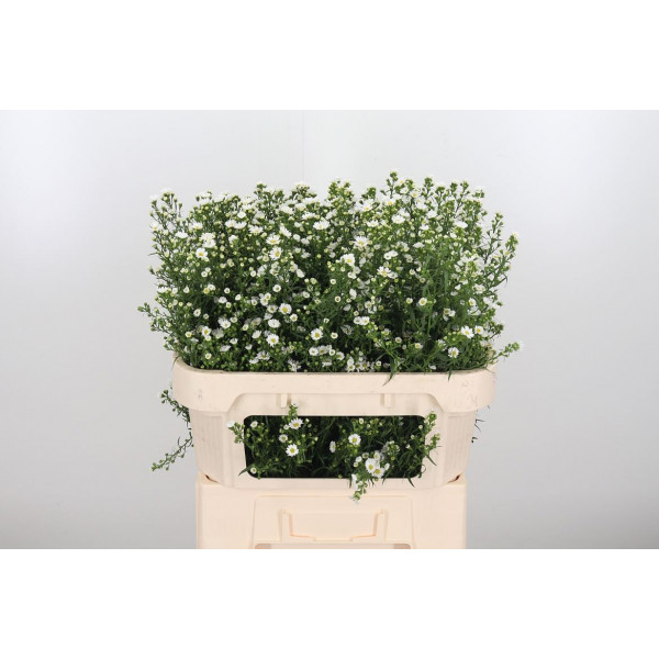 Aster  U Paquita 70cm  Col-White