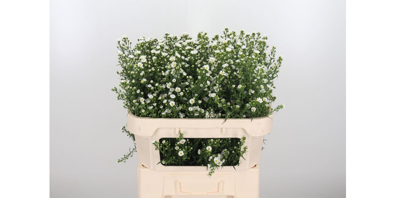 Aster  U Paquita 70cm  Col-White