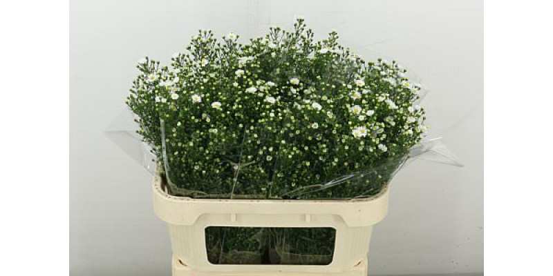 Aster  Paquita 70 cm A1