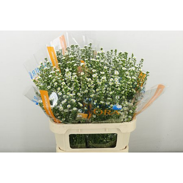 Aster  Paquita 80 cm A1