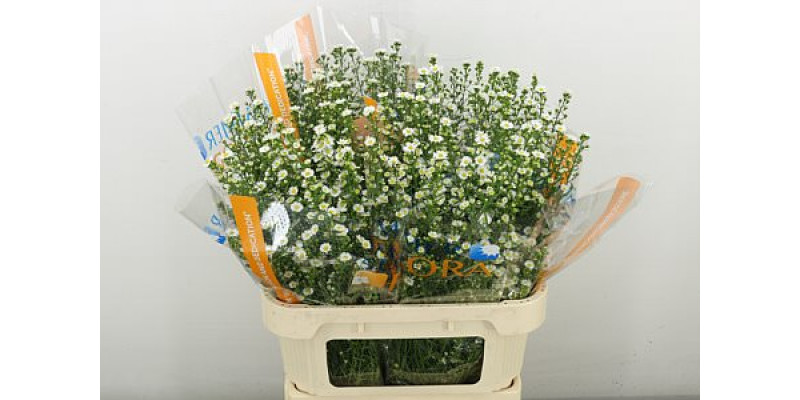 Aster  Paquita 80 cm A1