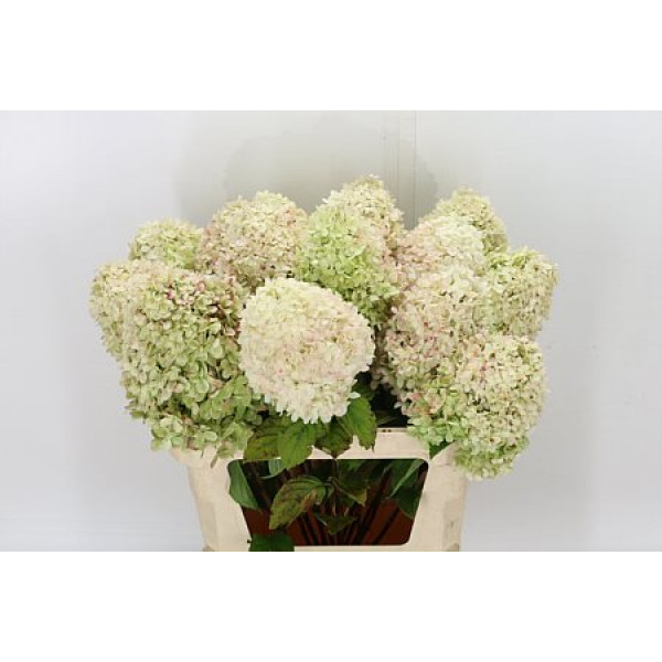 Hydrangea Pa Limelight 70cm A1 Col-Pink