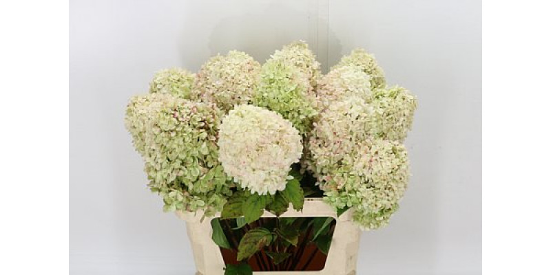 Hydrangea Pa Limelight 70cm A1 Col-Pink