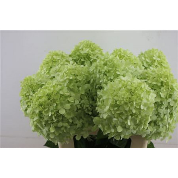 Hydrangea Pa Limelight 60-18 60cm A1