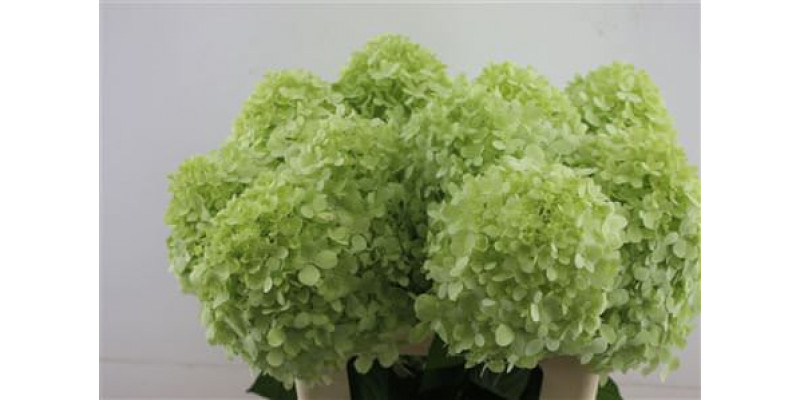 Hydrangea Pa Limelight 60-18 60cm A1