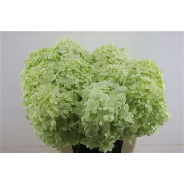 Hydrangea Pa Limelight 60-18 60cm A1