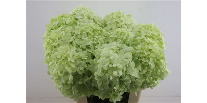 Hydrangea Pa Limelight 60-18 60cm A1