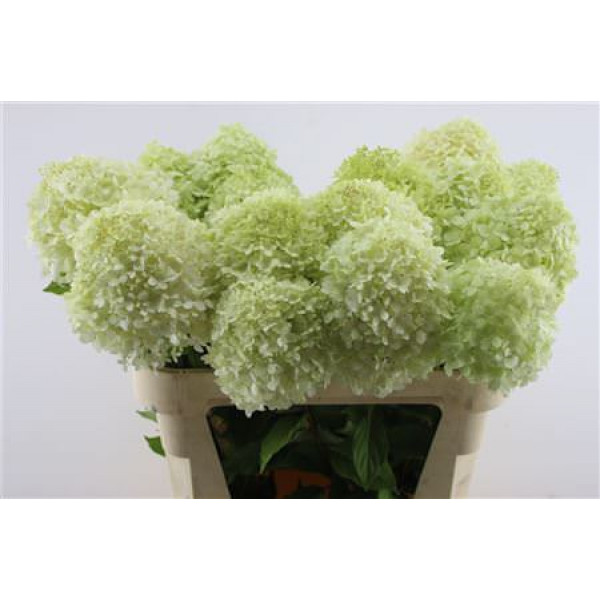 Hydrangea Pa Limelight 80-16 80cm A1