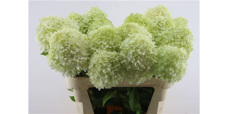 Hydrangea Pa Limelight 80-16 80cm A1