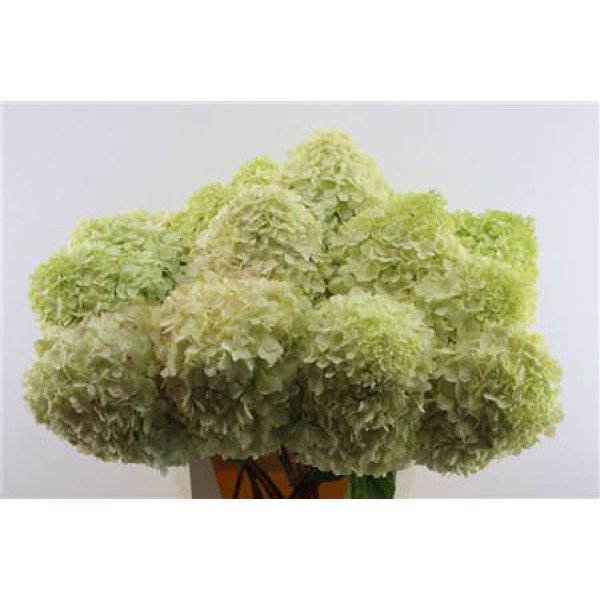 Hydrangea Pa Limelight 90-16 90 cm A1
