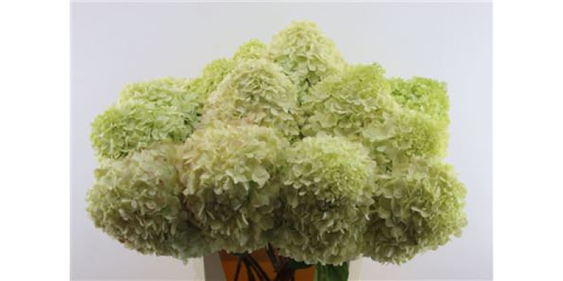 Hydrangea Pa Limelight 90-16 90 cm A1