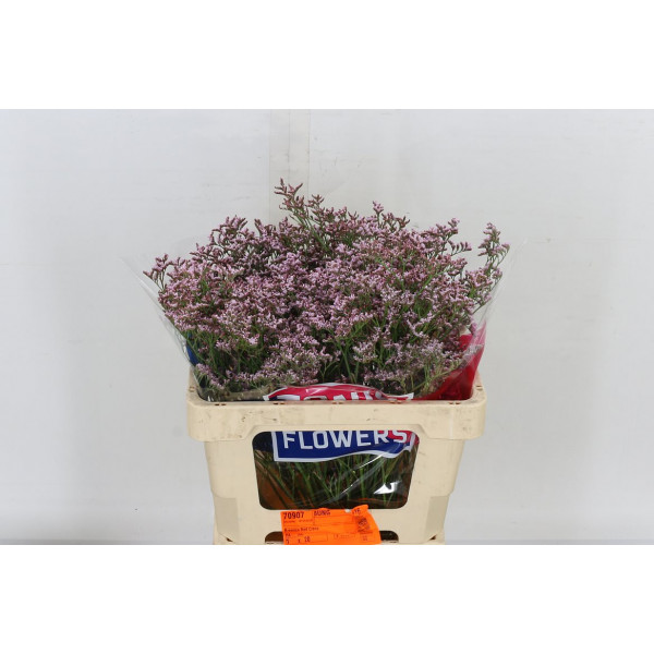 Limonium Tall Pink Emille 60cm A1 Col-Pink