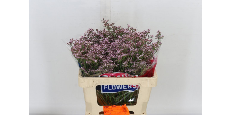 Limonium Tall Pink Emille 60cm A1 Col-Pink