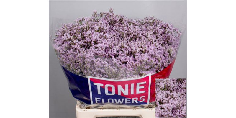 Limonium Tall Pink Emille 60cm A1