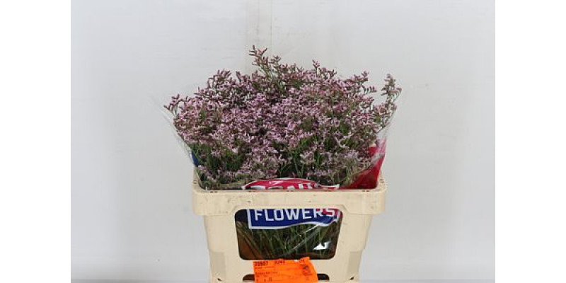 Limonium Tall Pink Emille 60cm A1