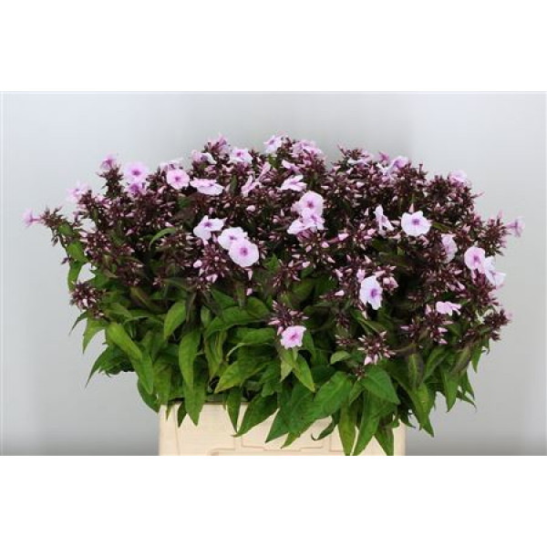 Phlox P Brilliant Eyes 65cm A1