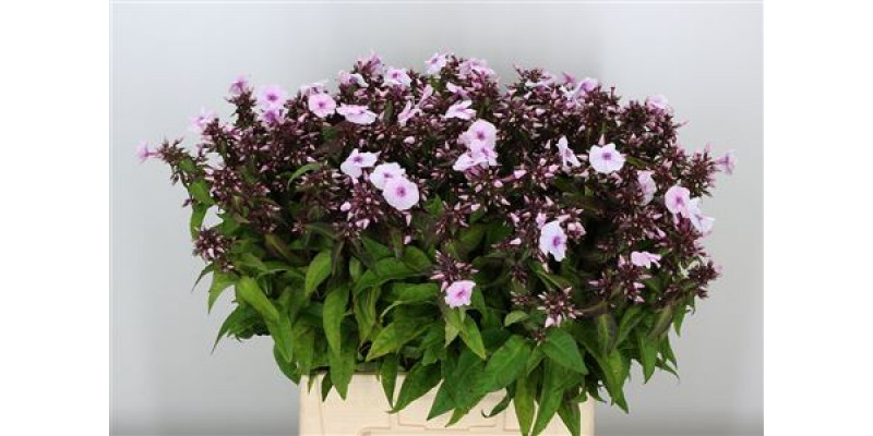 Phlox P Brilliant Eyes 65cm A1