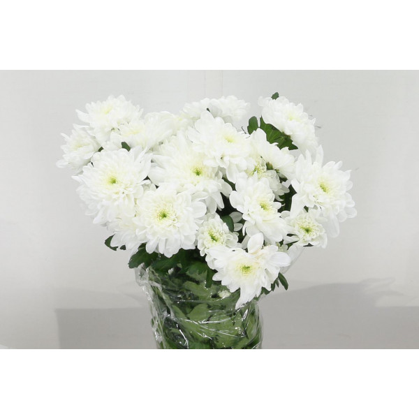 Chrysanthemums T Zembla 70cm A1 Col-White