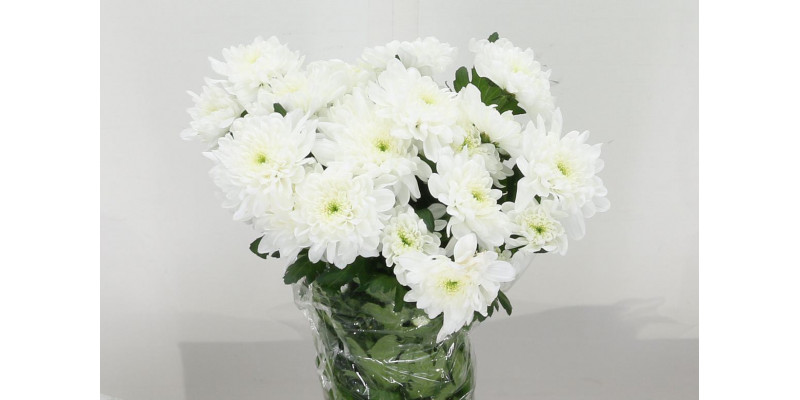 Chrysanthemums T Zembla 70cm A1 Col-White