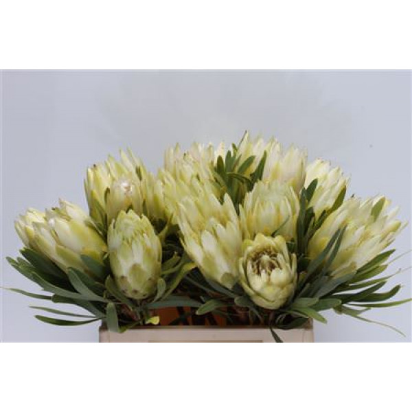 Protea Repens White 40cm A1