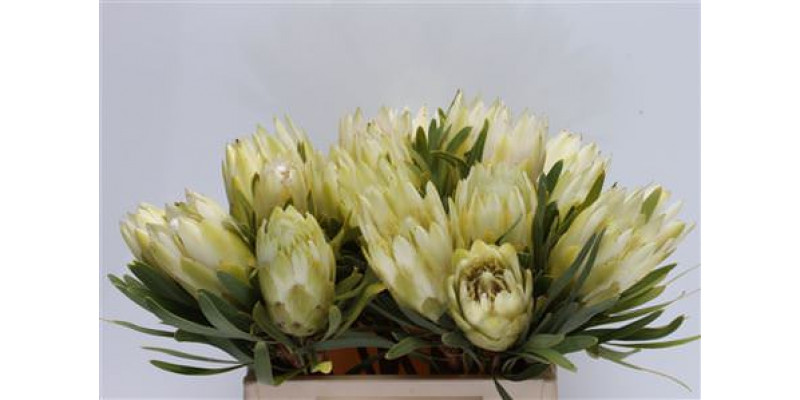 Protea Repens White 40cm A1