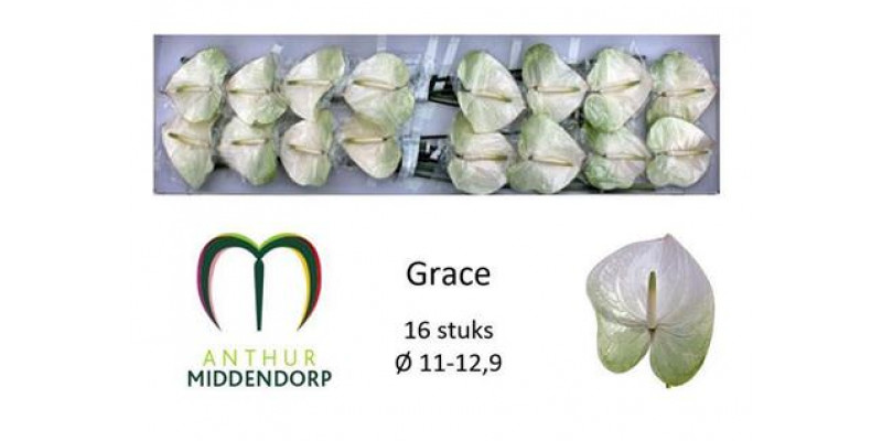 Anthurium Grace X16 16cm 16 Col-Bicolor