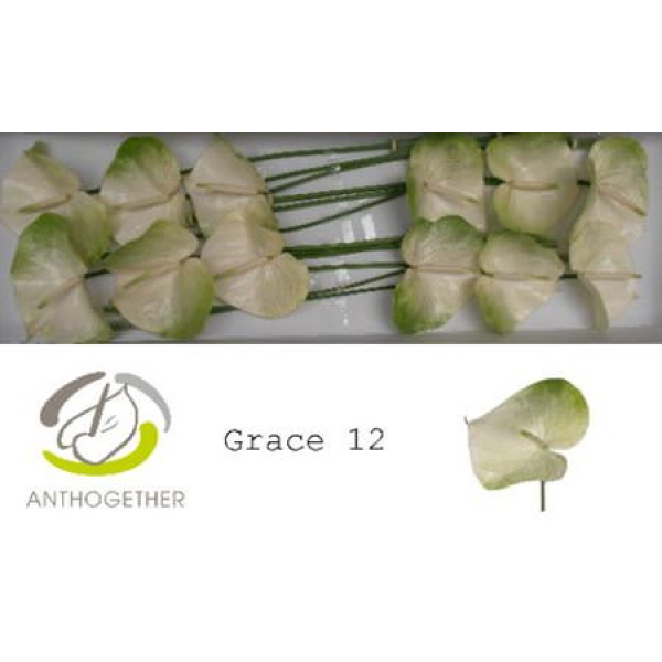 Anthurium A Grace 12  A1