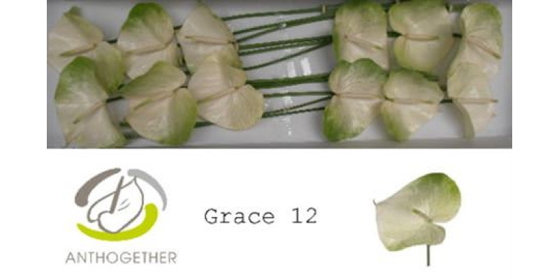 Anthurium A Grace 16  A1