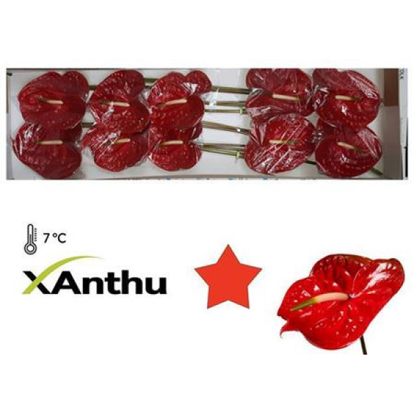 Anthurium Calisto X10 10 Col-Dark Red