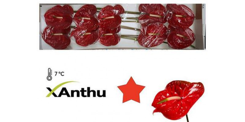 Anthurium Calisto X10 10 Col-Dark Red