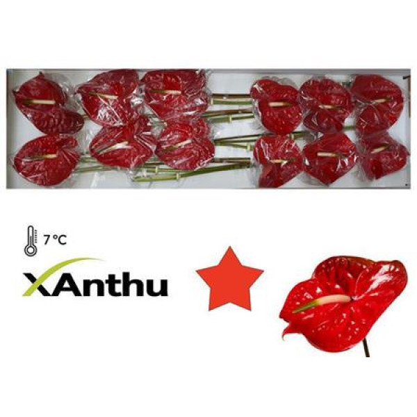 Anthurium Calisto X12 12cm 12 Col-Dark Red