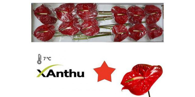 Anthurium Calisto X12 12cm 12 Col-Dark Red