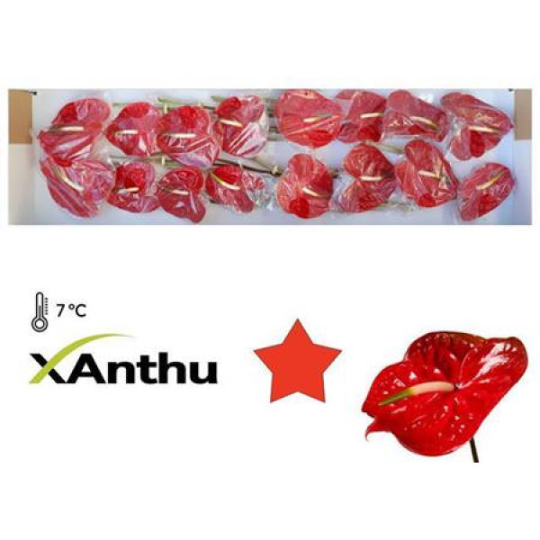 Anthurium Calisto X16 16cm 16 Col-Dark Red