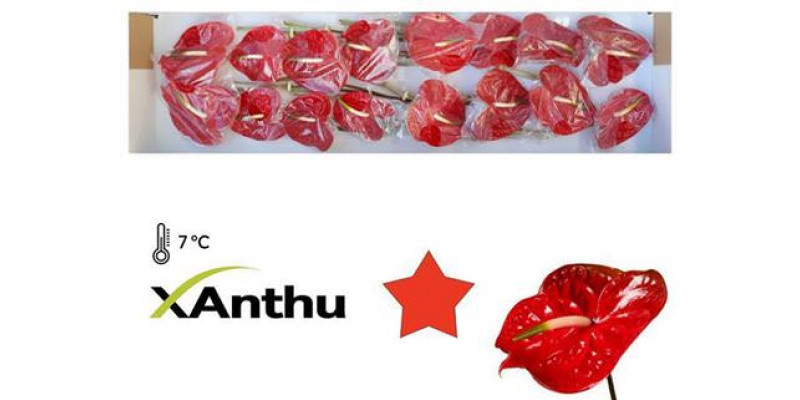 Anthurium Calisto X16 16cm 16 Col-Dark Red