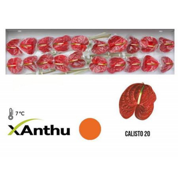 Anthurium Calisto X20 20 Col-Dark Red