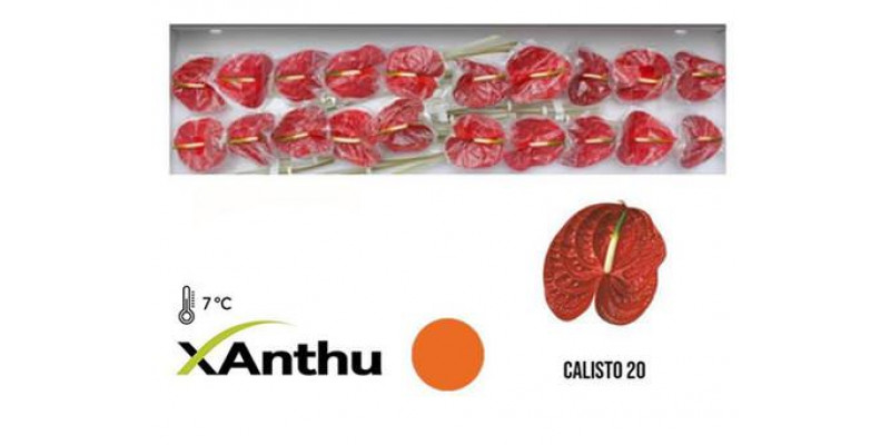 Anthurium Calisto X20 20 Col-Dark Red