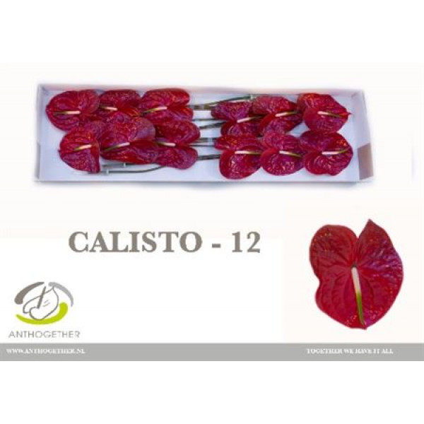 Anthurium A Calisto 12  A1