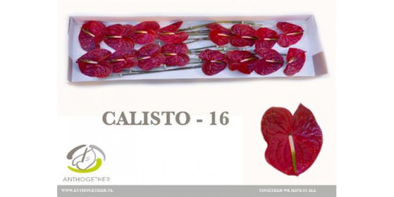 Anthurium A Calisto 16  A1