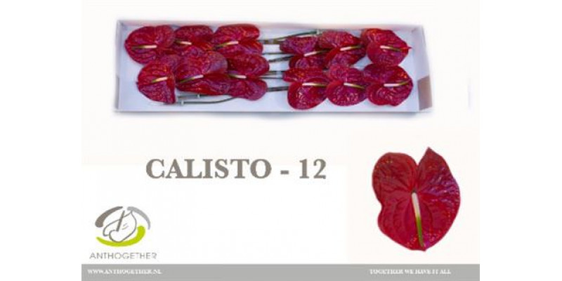 Anthurium A Calisto 12 0cm A1