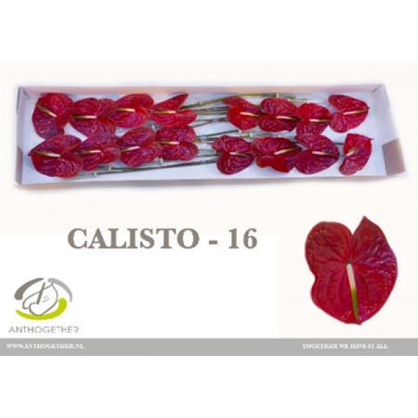 Anthurium A Calisto 16  A1