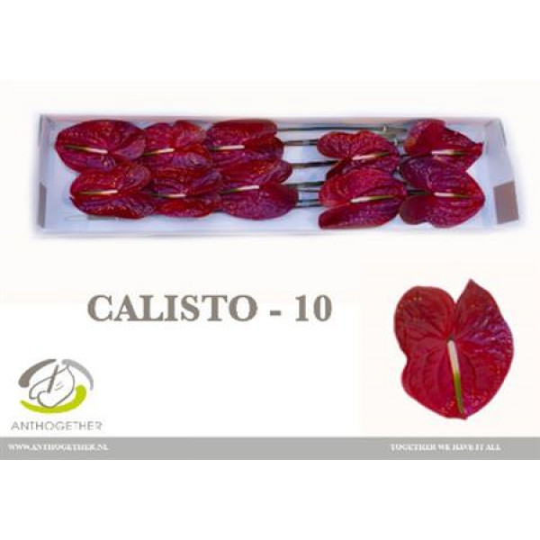 Anthurium A Calisto 10  A1