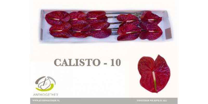 Anthurium A Calisto 10  A1