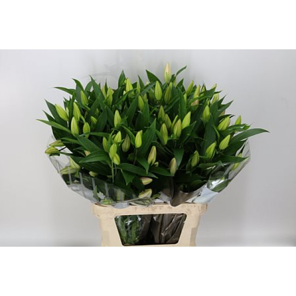 Lillys Or W Alberti 5+ 95 cm A1